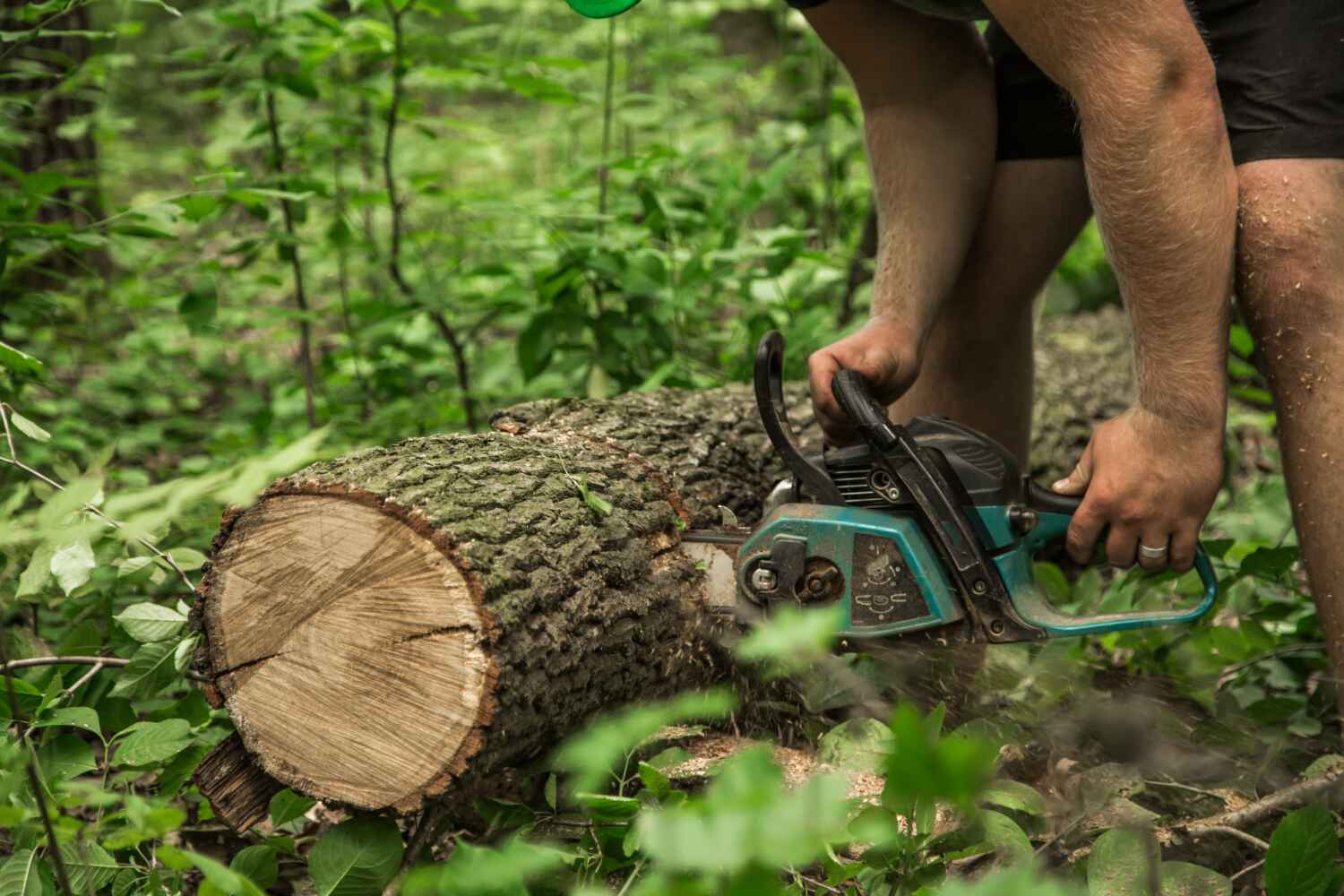 Best Tree Stump Removal  in USA